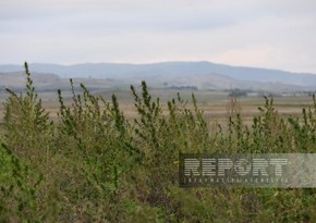 Azad və yaralı Xocalı - REPORTAJ