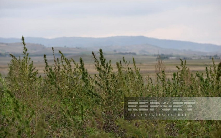 Azad və yaralı Xocalı - REPORTAJ