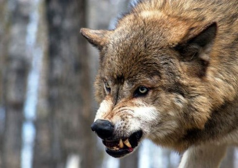 Житель Гахского района задушил напавшего на него волка