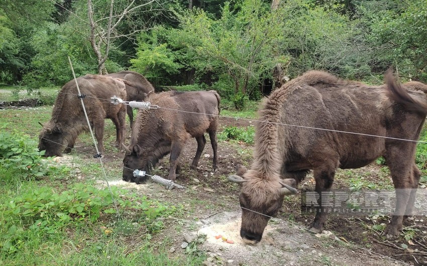 Ötən il Azərbaycanda vəhşi heyvan və quş növlərinin sayğı nəticələri qənaətbəxş olmayıb