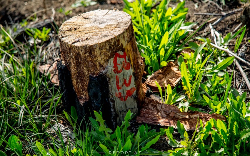 В Азербайджане возбуждено 173 уголовных дела по фактам незаконной вырубки деревьев 