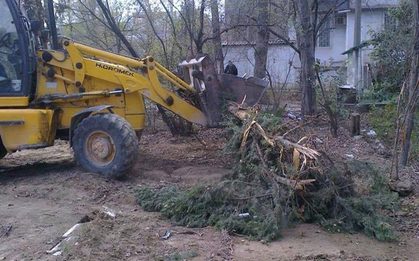 В Баку под видом благоустройства массово вырублены деревья, объединение жилищно-коммунального хозяйства оштрафовано - ФОТО