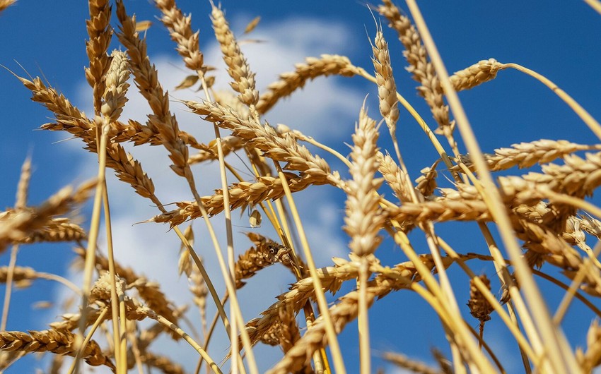 Azerbaijan almost doubles wheat imports