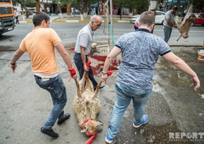 Baku residents sacrifice animals - PHOTO REPORT