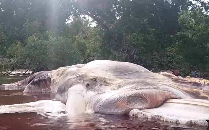 В Индонезии на берег вынесло тушу гигантского существа - ВИДЕО