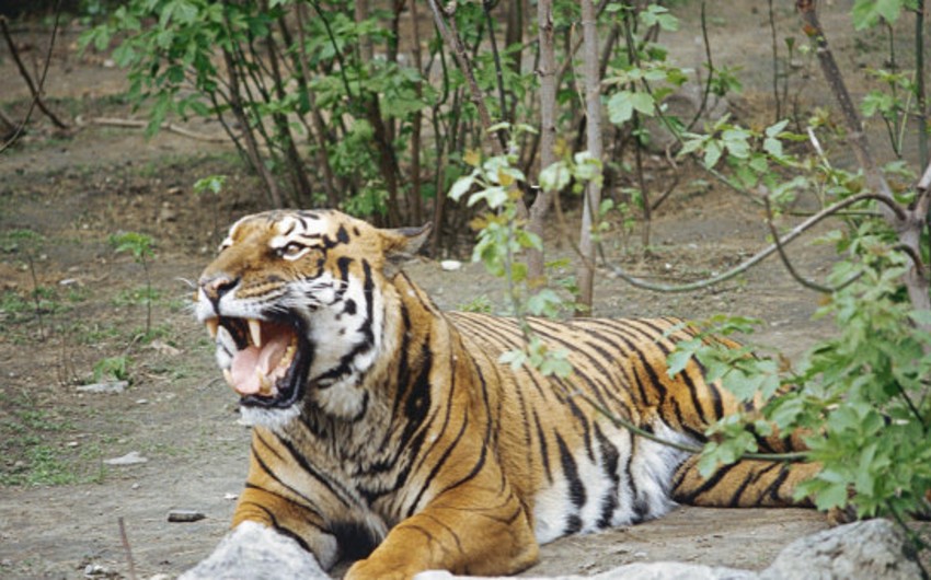 В пригороде Пекина на посетителей парка напал тигр, один человек погиб