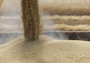 World Food Program plans to buy Ukrainian wheat