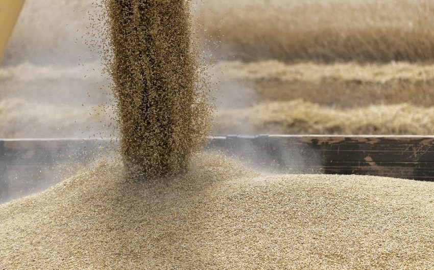 Всемирная продовольственная программа планирует закупить украинскую пшеницу
