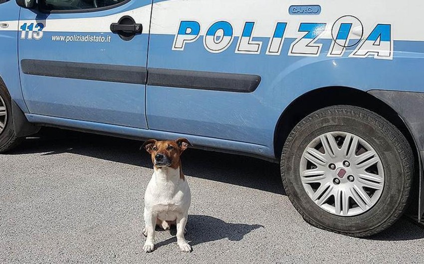 Итальянская мафия предложила награду за голову полицейской собаки