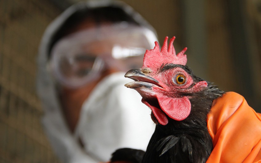 В Японии в 14 префектурах зафиксировали вспышку птичьего гриппа