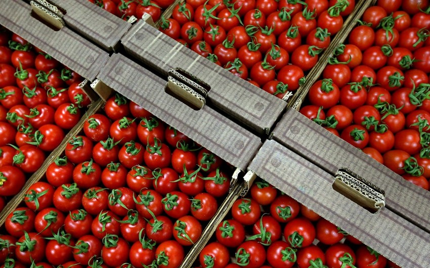 Azərbaycanın 16 şirkətinə Rusiyaya pomidor ixracına icazə verilib