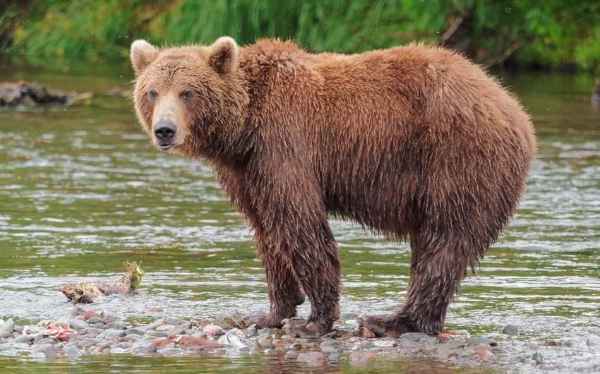 Министерство распространило информацию по поводу охоты на бурого медведя: разыскиваются шесть человек