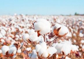 Azərbaycan “Better Cotton Initiative” üzvlük əldə edə bilər