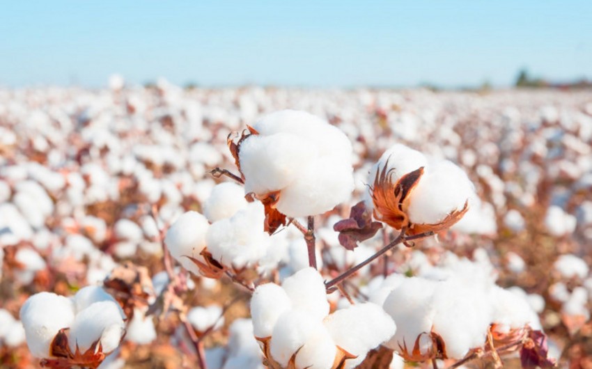 Azərbaycan “Better Cotton Initiative” üzvlük əldə edə bilər