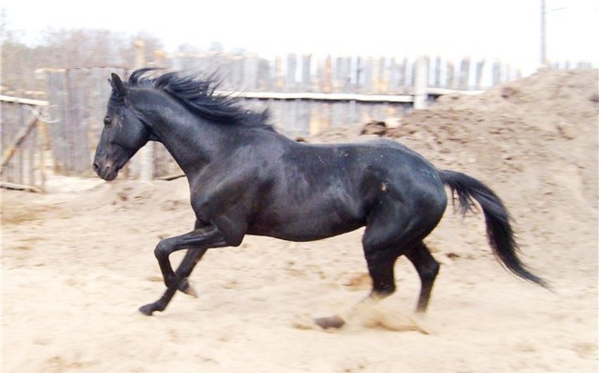 В Азербайджане лошадь убила школьника
