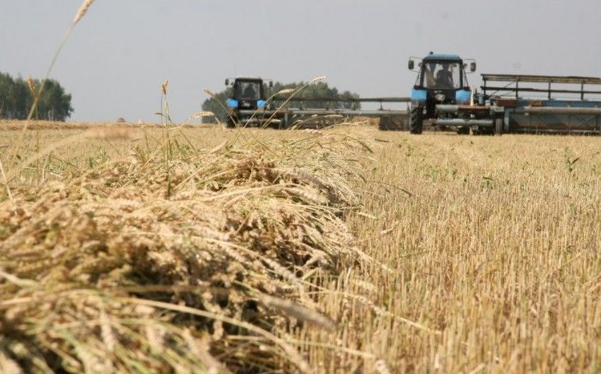 В России в этом году будет произведено 100 млн. тонн зерна