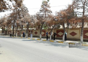 Qurumuş Eldar şamı ağaclarına baxış keçirilir