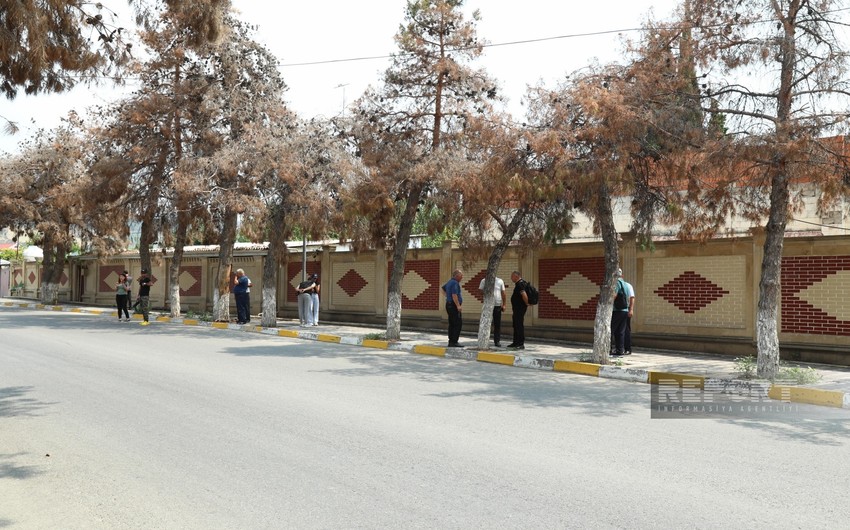 Qurumuş Eldar şamı ağaclarına baxış keçirilir