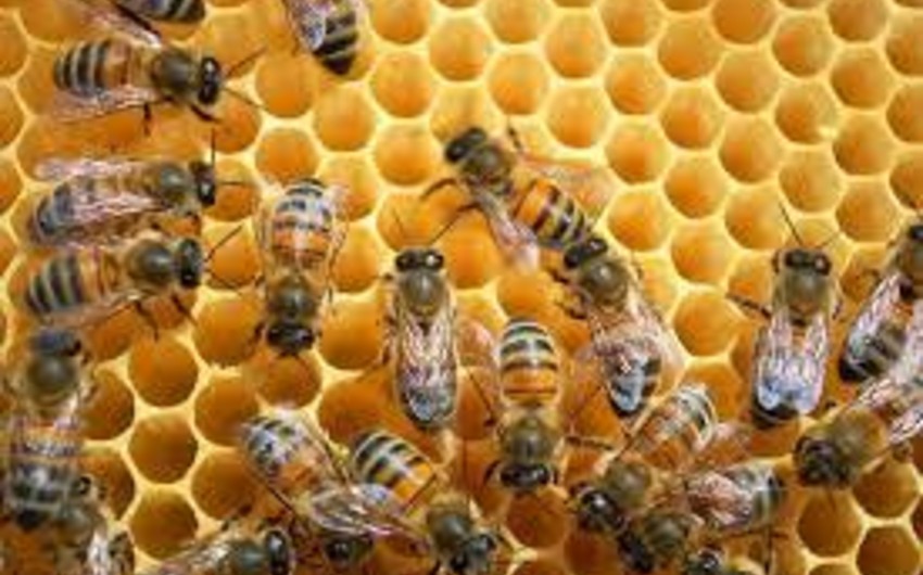 На международной конференции по пчеловодству в Баку участвуют 20 компаний