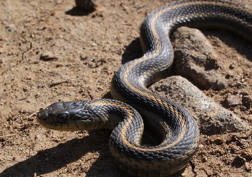 В Товузе 33-летняя женщина скончалась после укуса змеи