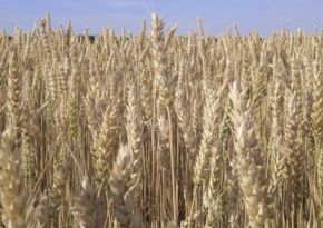 Эфиопия стала экспортером пшеницы в 2023 году