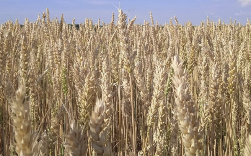 Ethiopia becomes wheat exporter in 2023