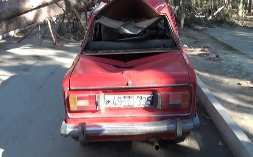 В Нафталане на автомобиль упало дерево, движение на дороге парализовалось - ФОТО