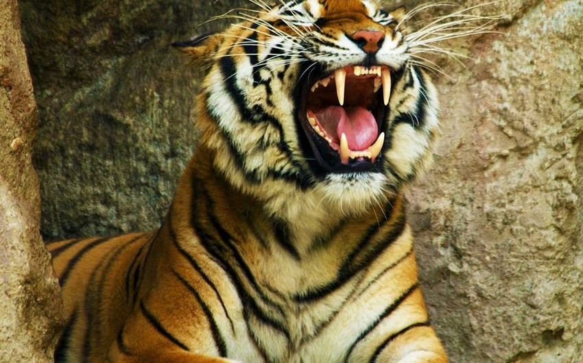 ​В Новой Зеландии тигр убил служащую зоопарка