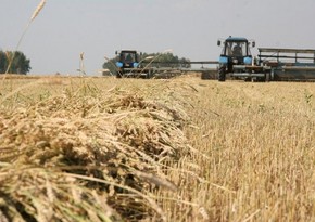 Agrarian sector in Azerbaijan grew by 9%