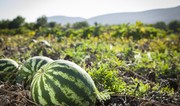 Azerbaijan's watermelon exports Georgia soar in 1H2024