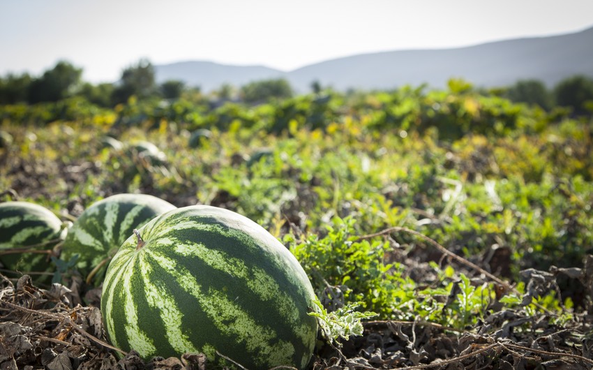 Azerbaijan's watermelon exports Georgia soar in 1H2024