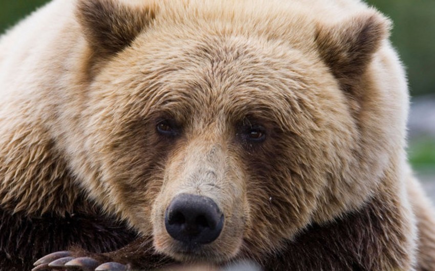 В США три человека погибли после того, как фургон врезался в медведя