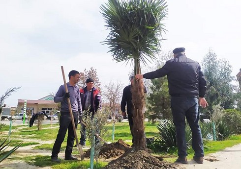 В связи со 100-летием Гейдара Алиева в Сабирабаде проходит акция по посадке деревьев