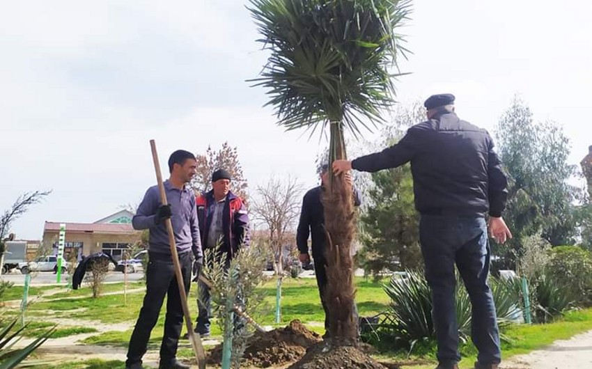 В связи со 100-летием Гейдара Алиева в Сабирабаде проходит акция по посадке деревьев
