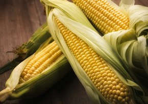 Объем импорта кукурузы в Азербайджан в этом году достиг 20 тыс. тонн