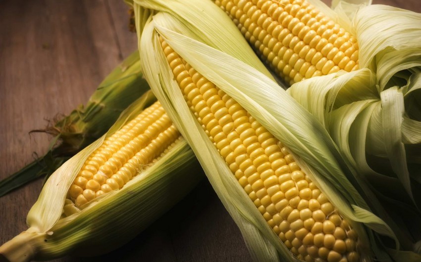 Volume of corn imports to Azerbaijan reaches 20,000 tons in 2021
