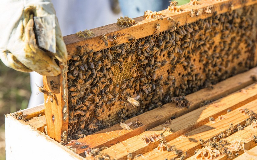 Кабмин утвердил правила выдачи субсидий лицам, занимающимся пчеловодством