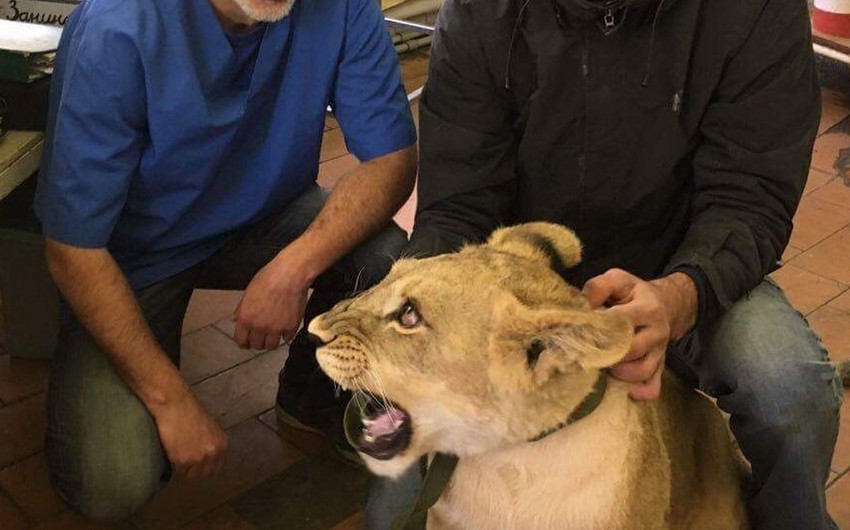 Rusiyada yeniyetməni dişləyən aslanın erməni əsilli sahibi günahını etiraf edib