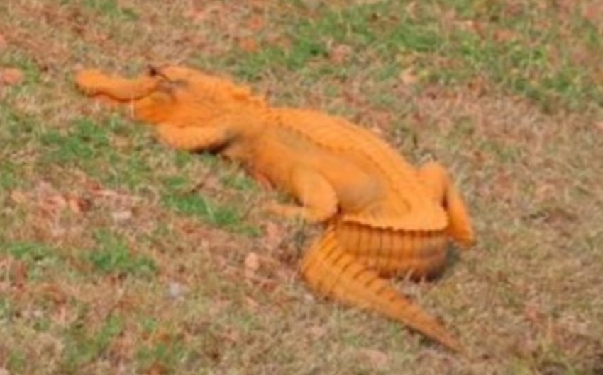 В Южной Каролине обнаружили оранжевого аллигатора - ВИДЕО