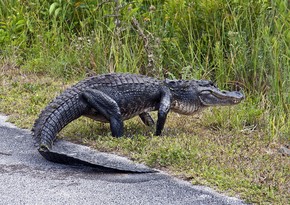 Gator rescued from Florida storm drain - VIDEO