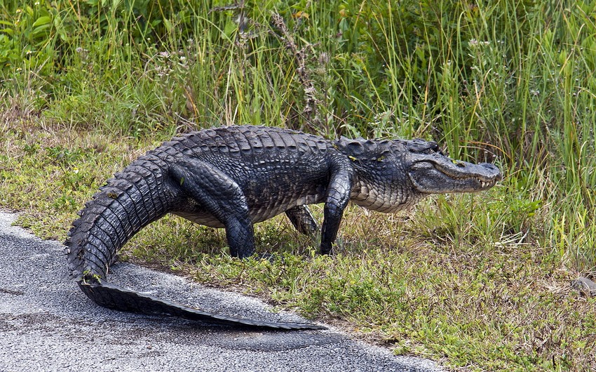 Во Флориде спасли аллигатора, застрявшего канализации - ВИДЕО