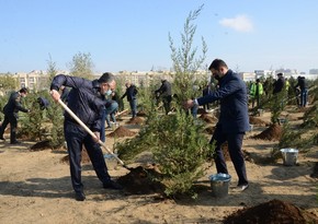 По случаю Дня Победы в Баку прошла акция по посадке деревьев 