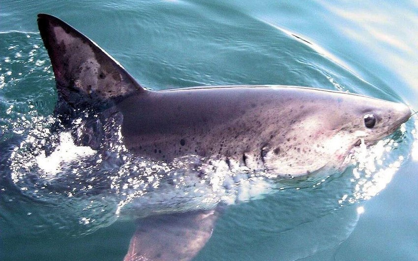 Акула напала на дайвера в России - ВИДЕО