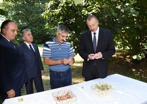 President Ilham Aliyev visits hazelnut farm in Gakh district