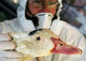 В Болгарии зафиксировали вспышку птичьего гриппа