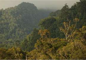 Норвегия выделит Индонезии 100 млн долларов на спасение тропических лесов