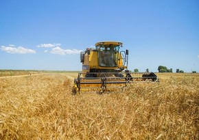 В Геранбое в этом году зерновыми засеяно 23 529 га