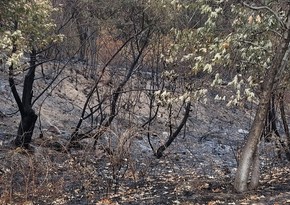 Deputy Minister: Fires committed by Armenians cause serious damage to regional ecosystem