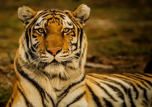  Серийный убийца бенгальских тигров арестован в Бангладеш