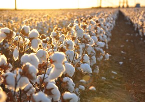 Cotton price on world market reaches 10-year high 